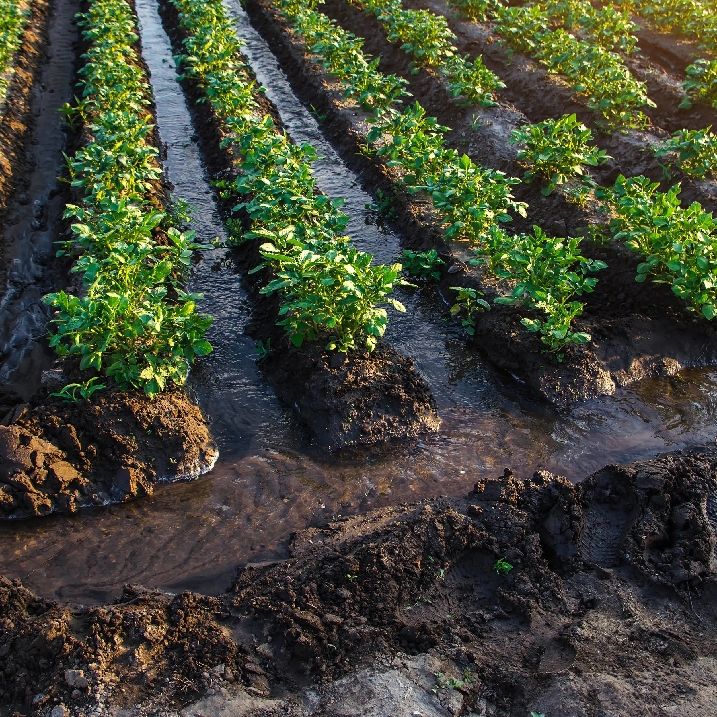 Gabinete Bombeo Solar 30 HP 220V Marca EVANS. Modelo: AB-GBS30G-50M